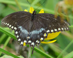 Image of Spicebush swallowtail