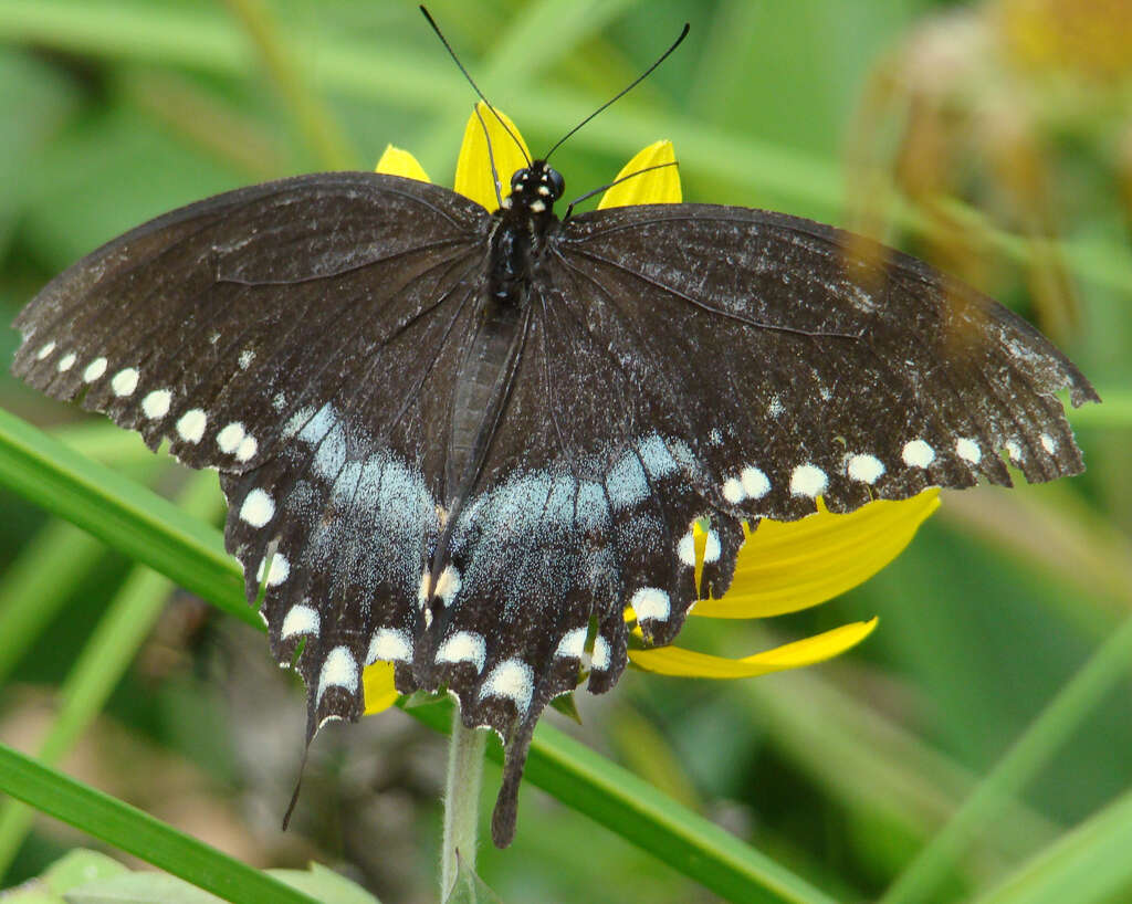 Image of Spicebush swallowtail