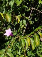 Imagem de Cryptostegia madagascariensis Boj.