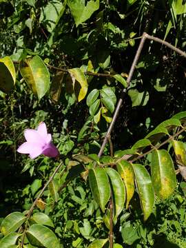 Cryptostegia madagascariensis Boj. resmi