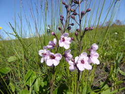 Image of Sopubia simplex (Hochst.) Hochst.