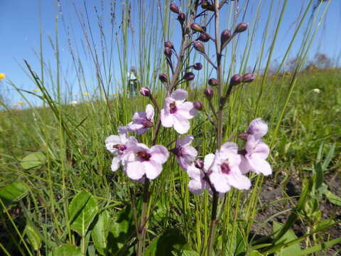 Image of Sopubia simplex (Hochst.) Hochst.