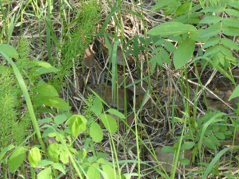 Image of Northern Red-backed Vole