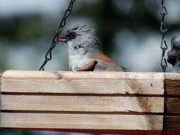 Image of Junco hyemalis dorsalis Henry 1858