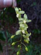 Image of Campylospermum anceps (Baker) H. Perrier