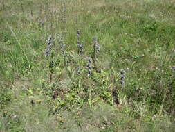 Image of Campanula macrostachya Waldst. & Kit. ex Willd.