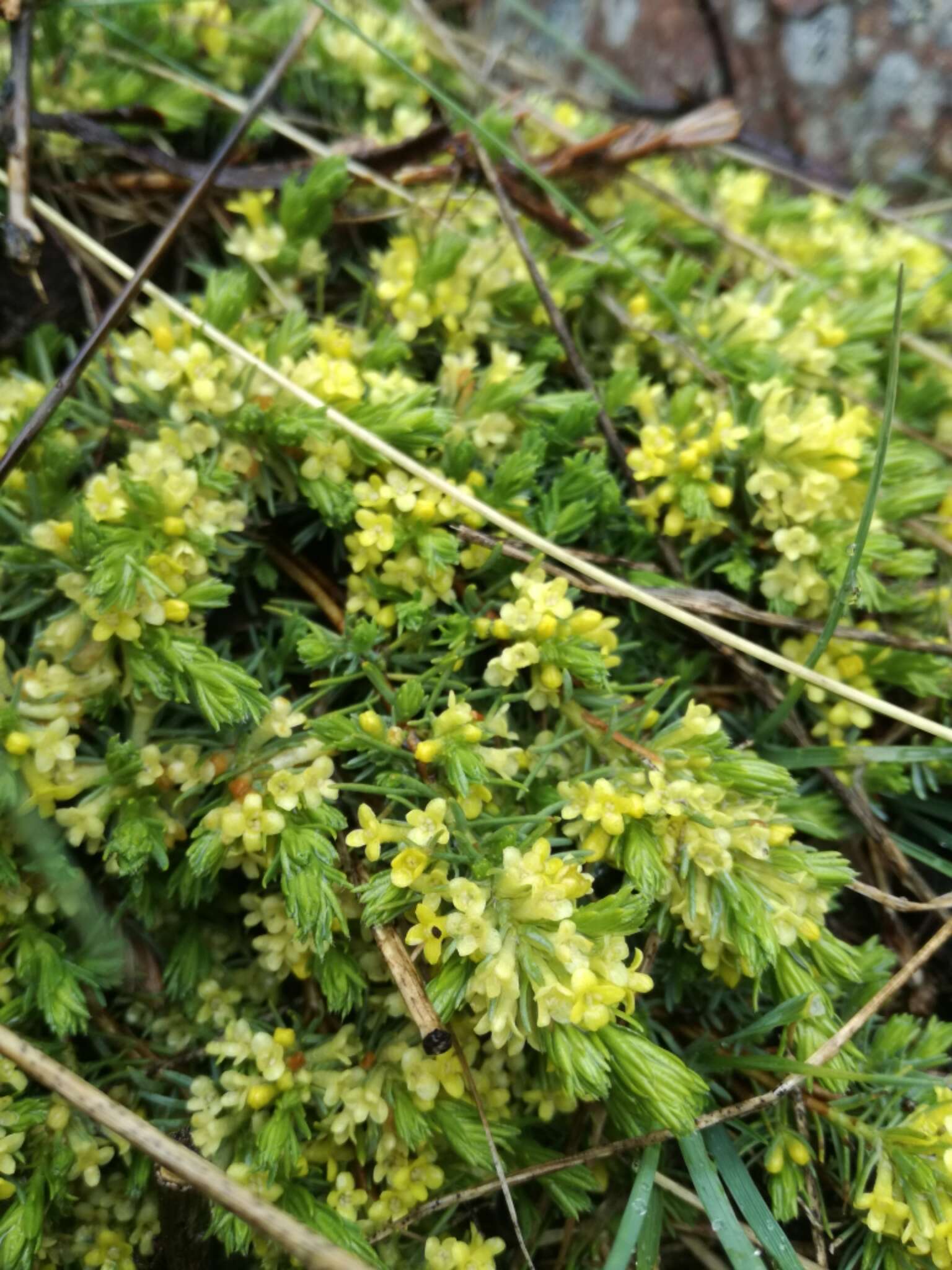 Imagem de Thymelaea coridifolia subsp. dendrobryum (Rothm.) M. Laínz