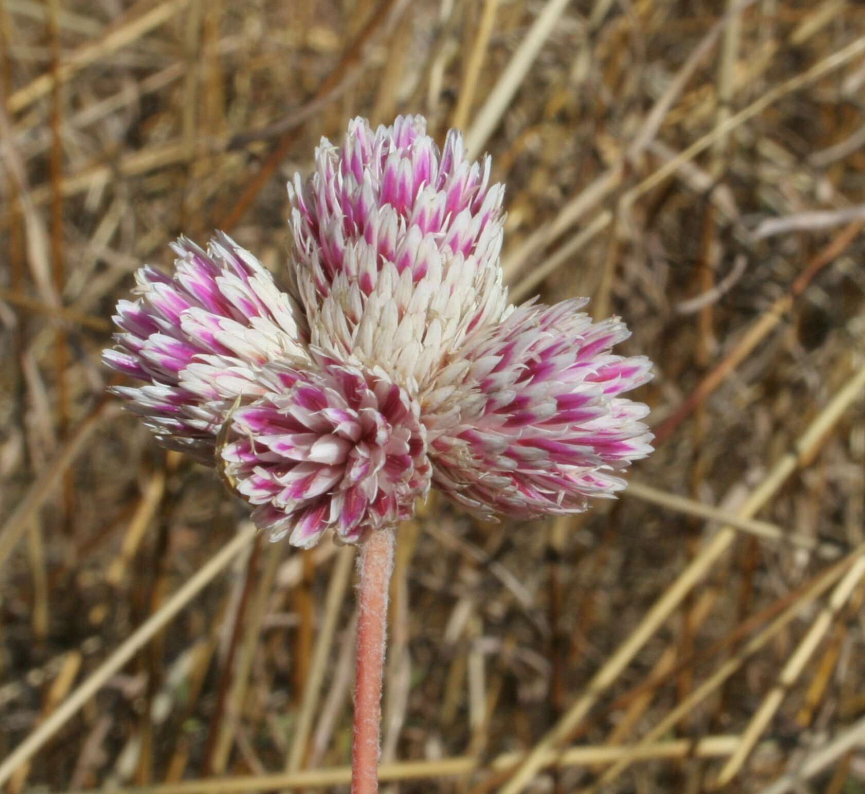 Image of Gomphrena flaccida R. Br.