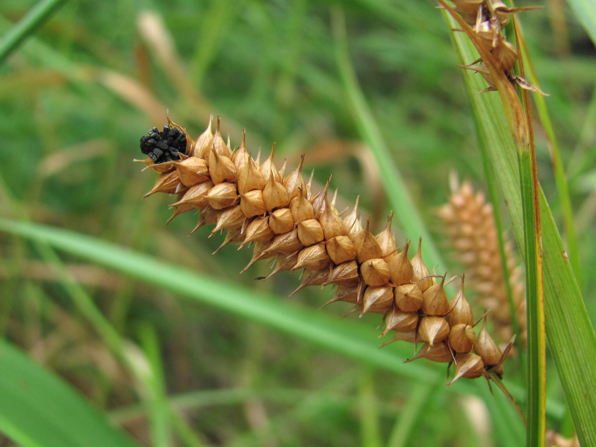 Слика од Anthracoidea subinclusa (Körn.) Bref. 1895