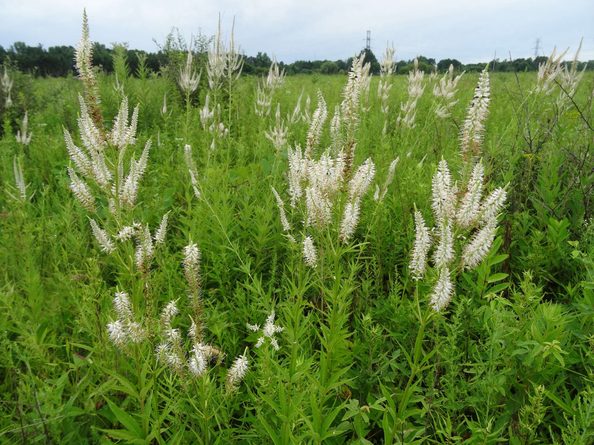 Image of Culver's root