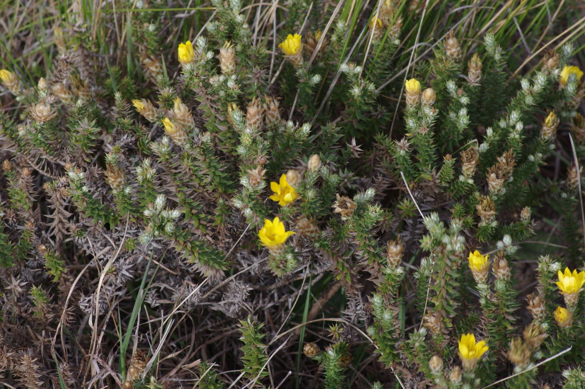 Imagem de Arrowsmithia styphelioides DC.