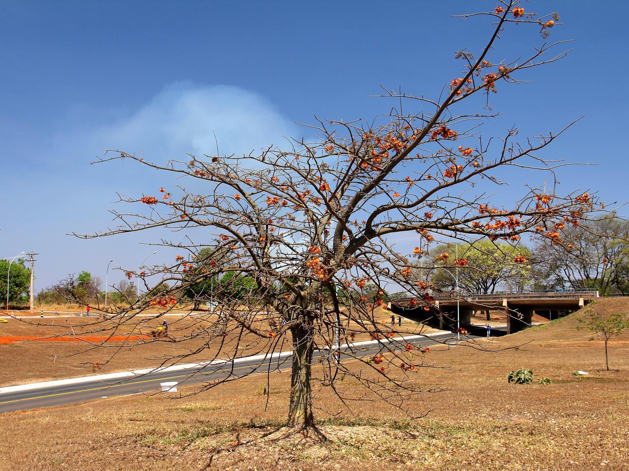 Erythrina velutina (rights holder: Mauricio Mercadante)