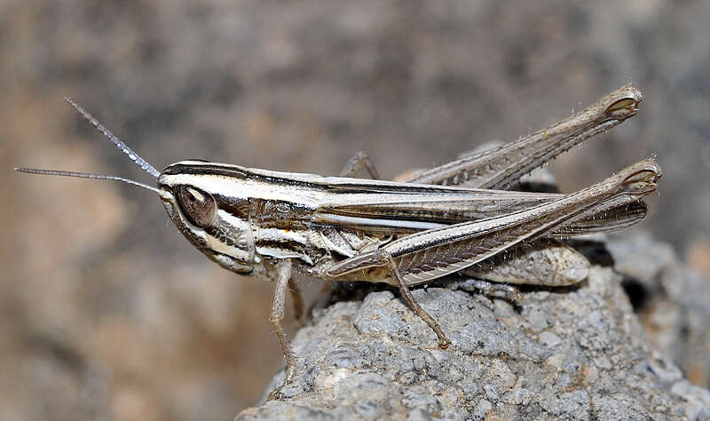 Image of Euchorthippus chopardi Descamps 1968