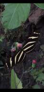 Image of Heliconius charithonia bassleri Comstock & Brown 1950