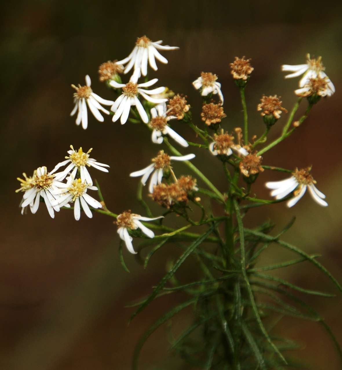 Image of swamp daisy-bush