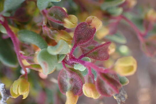 Image of Tetragonia sarcophylla Fenzl