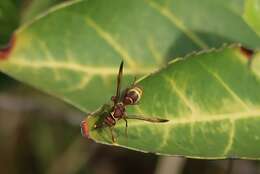 Image of Polistes badius Gerst. 1873