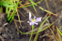 Image of Calydorea amabilis (Ravenna) Goldblatt & Henrich