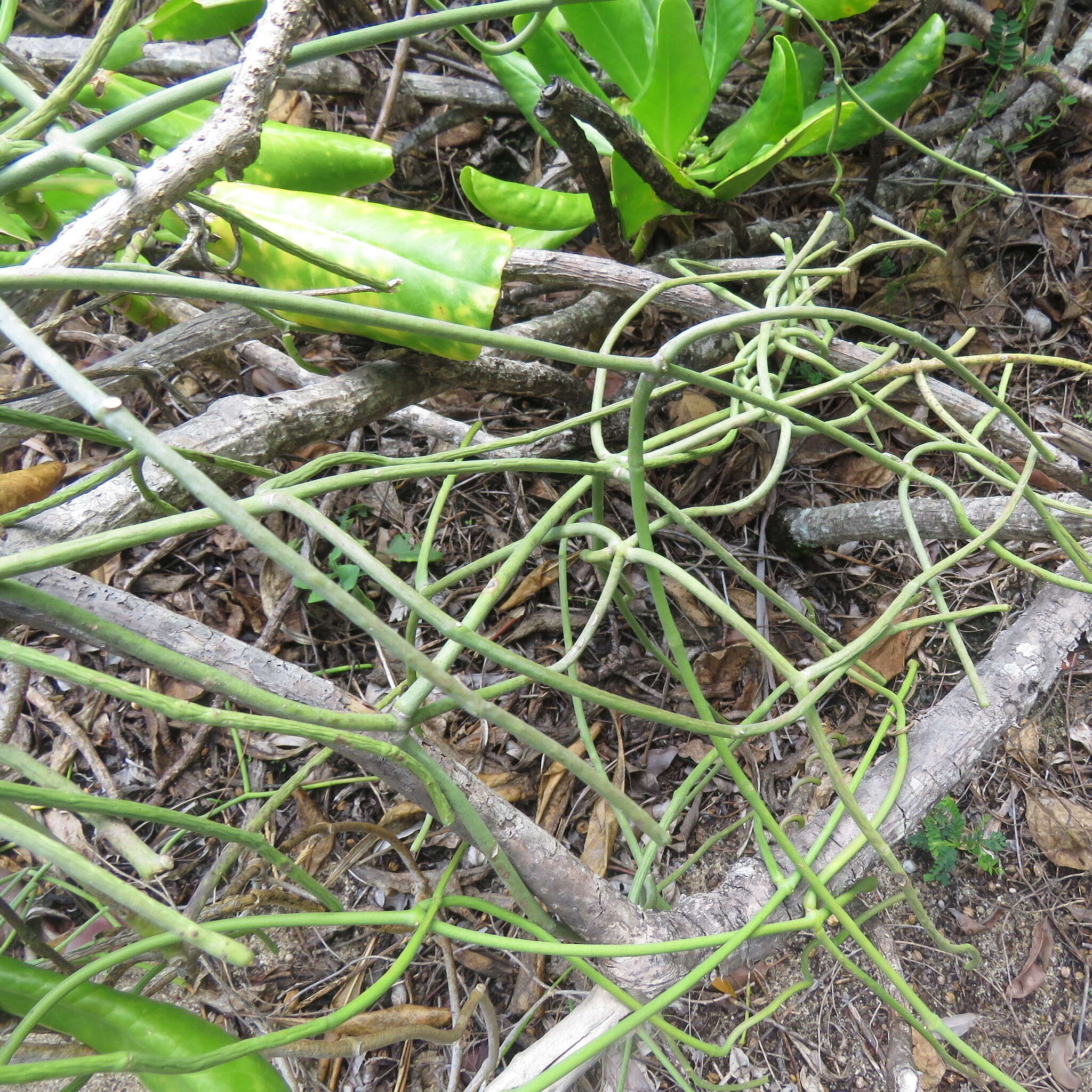 Image of Milk Rope