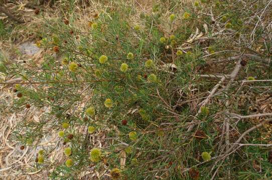 Image of Ricinocarpos pinifolius Desf.