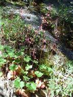 Image of Heuchera mexicana Schaffn. ex Rydb.