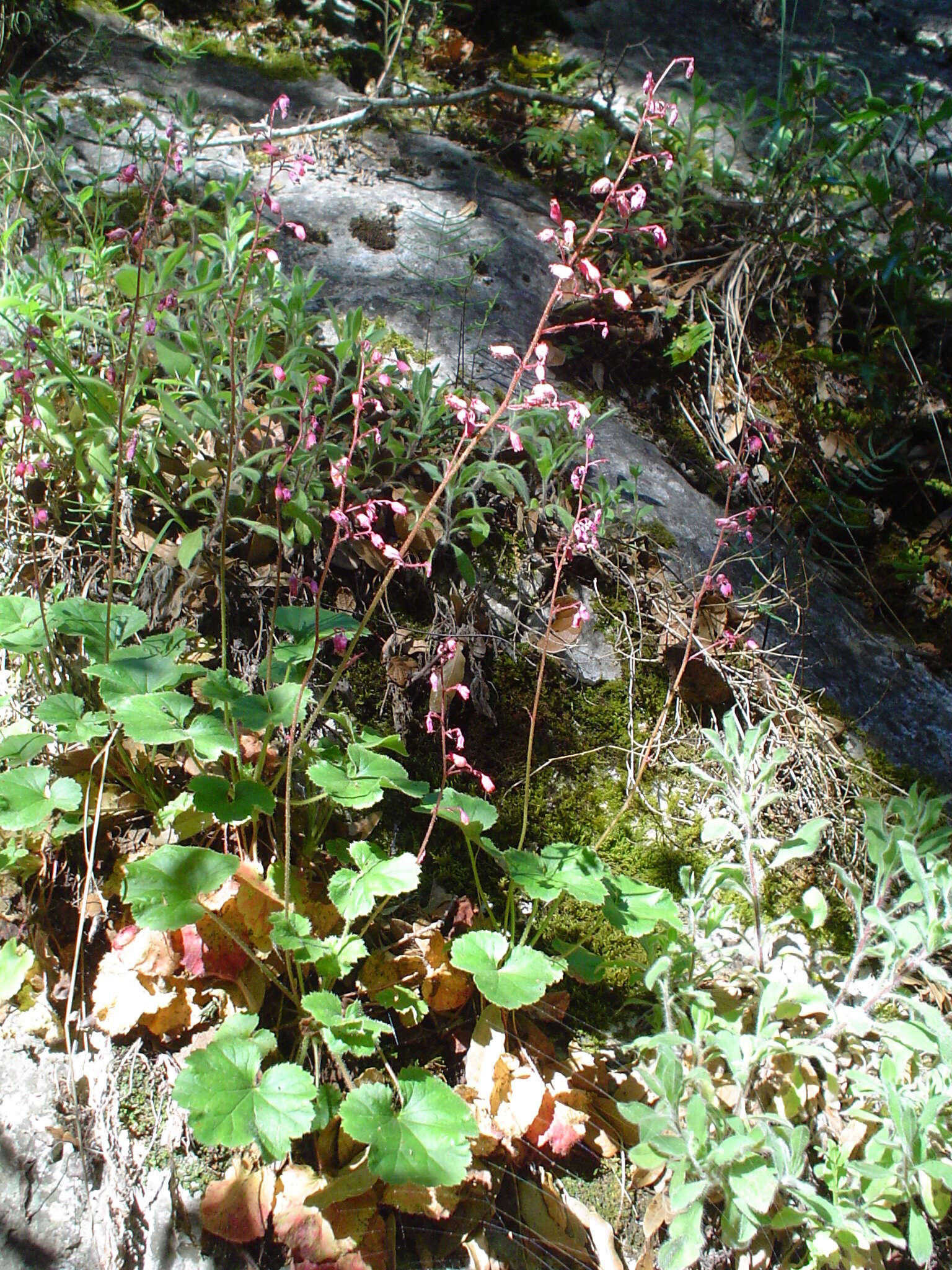 Image de Heuchera mexicana Schaffn. ex Rydb.