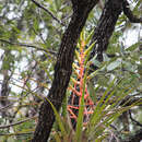 Image of Tillandsia werner-rauhiana Koide & Takiz.