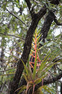 Image of Tillandsia werner-rauhiana Koide & Takiz.