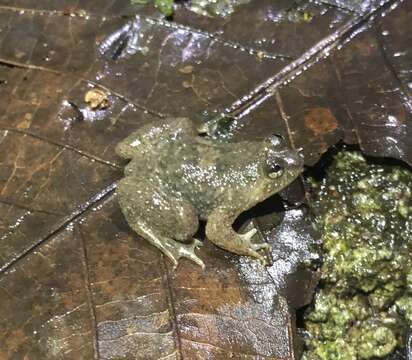 Image of Common Puddle Frog