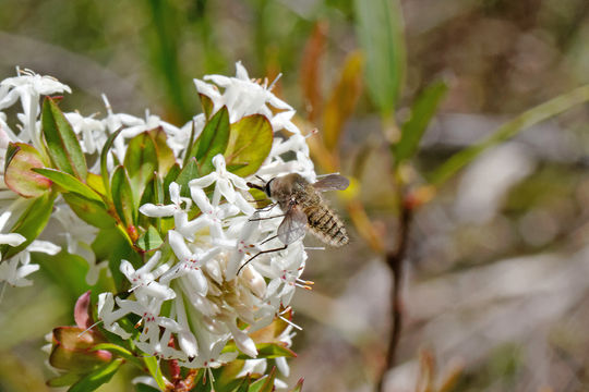 Image of <i>Pimelea linifolia</i> Sm.
