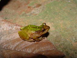 Image of Chiriboga robber frog