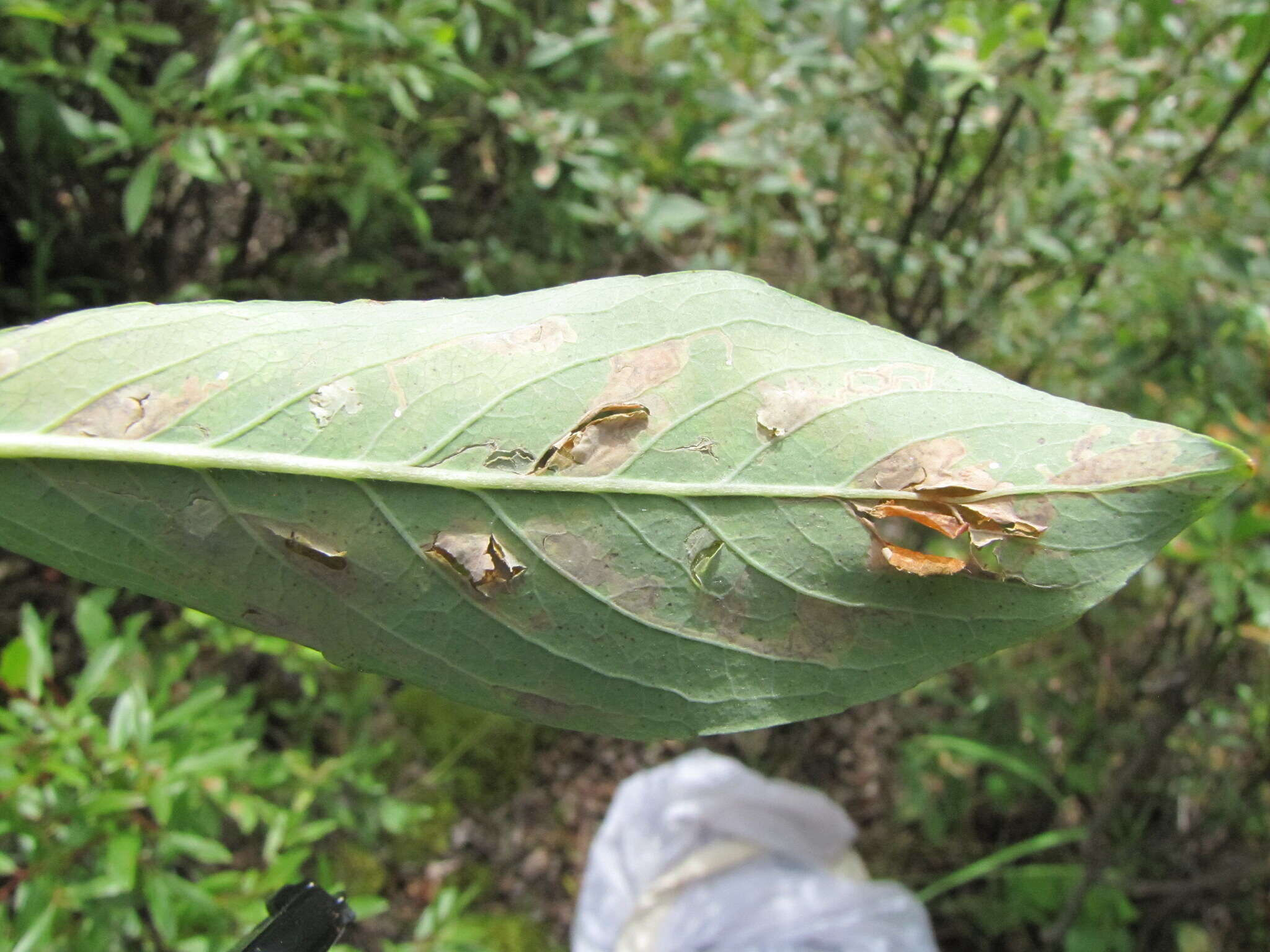 صورة Micrurapteryx salicifoliella (Chambers 1872)