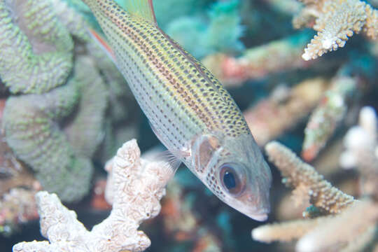 Image of Blackfin Squirrelfish