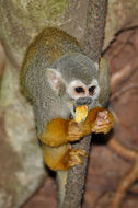 Image of common squirrel monkey