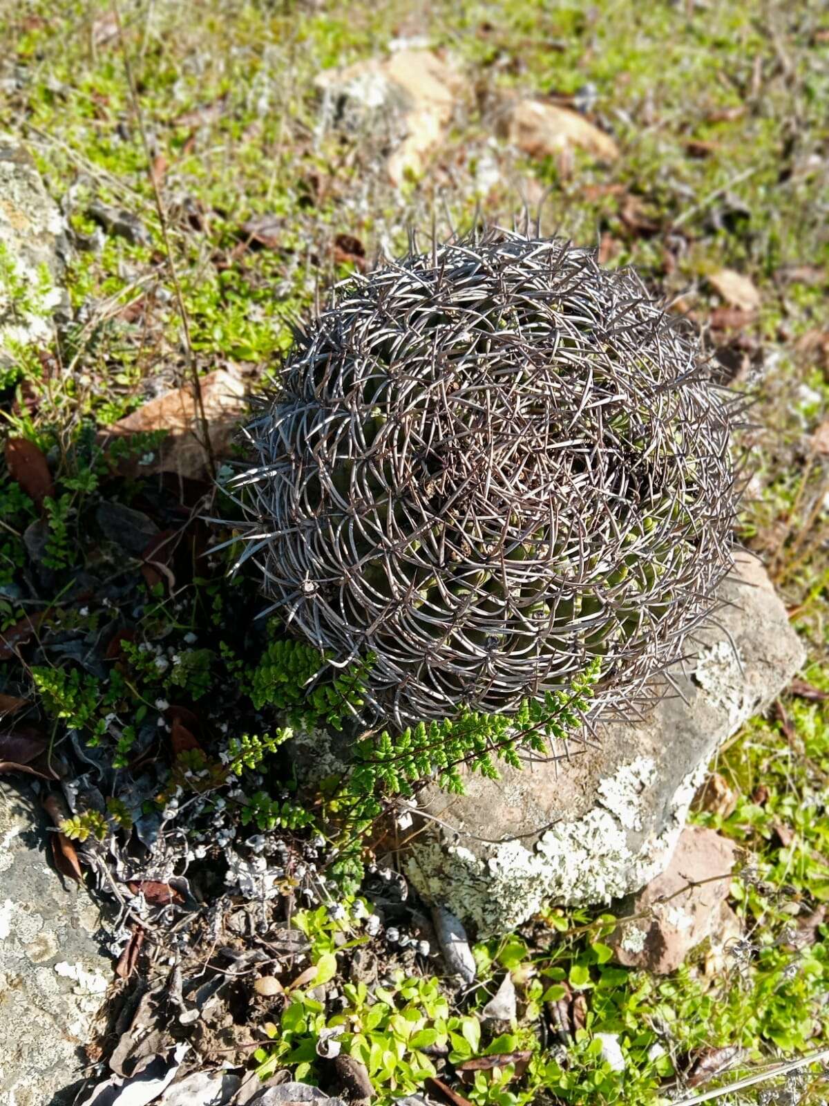 Image of Eriosyce curvispina subsp. marksiana (F. Ritter) Ferryman