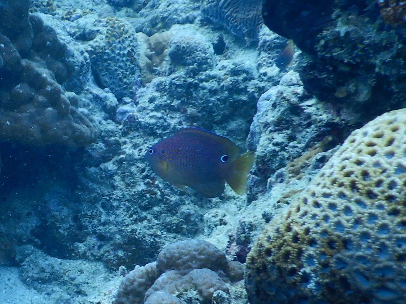 Image of Ocellate damselfish