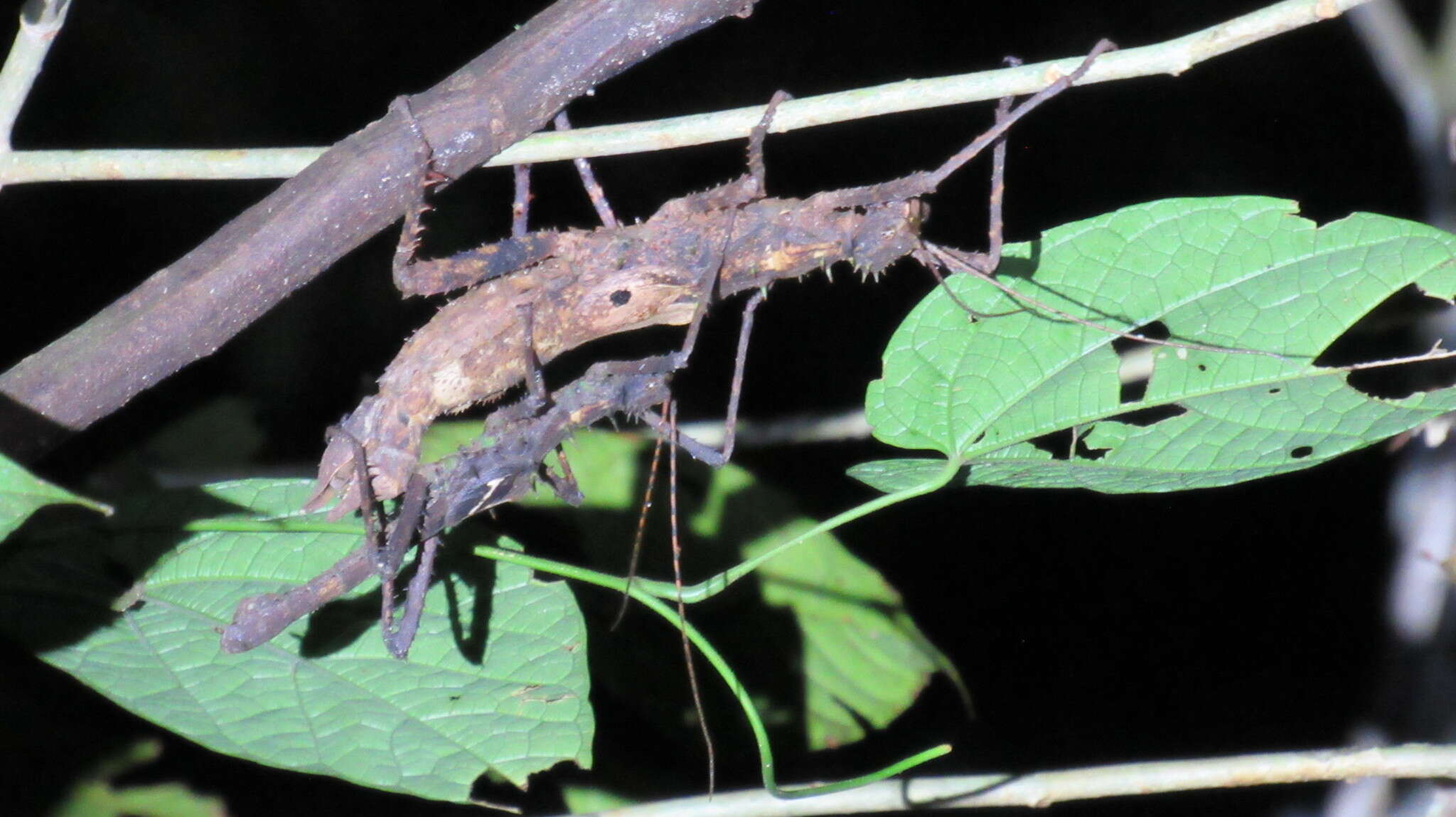 Image of Haaniella echinata (Redtenbacher 1906)