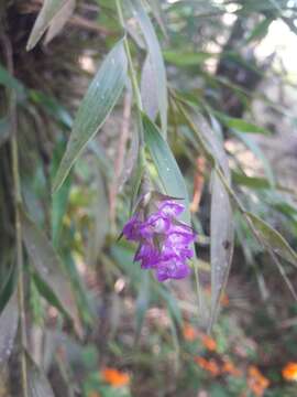 Image of Elleanthus amethystinus (Rchb. fil. & Warsz.) Rchb. fil.