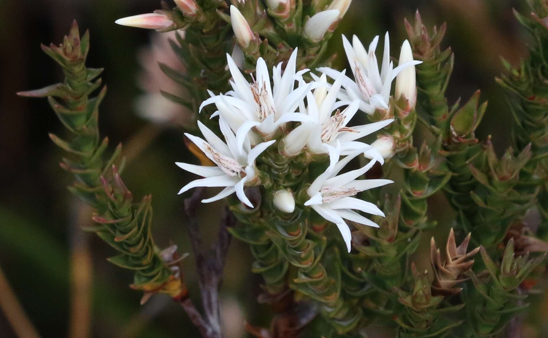 Image of Sprengelia incarnata Sm.