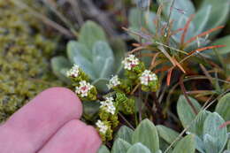 Image of Pimelea prostrata var. alpina Cheesem.