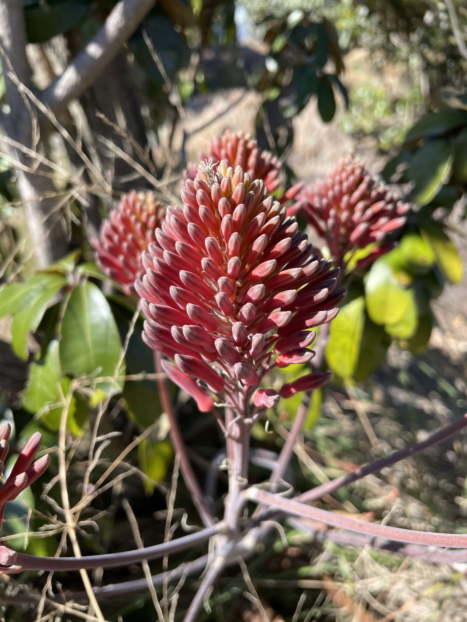 Image of Aloe branddraaiensis Groenew.