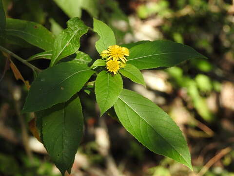 Image of Verbesina hypargyrea B. L. Rob. & Greenm.