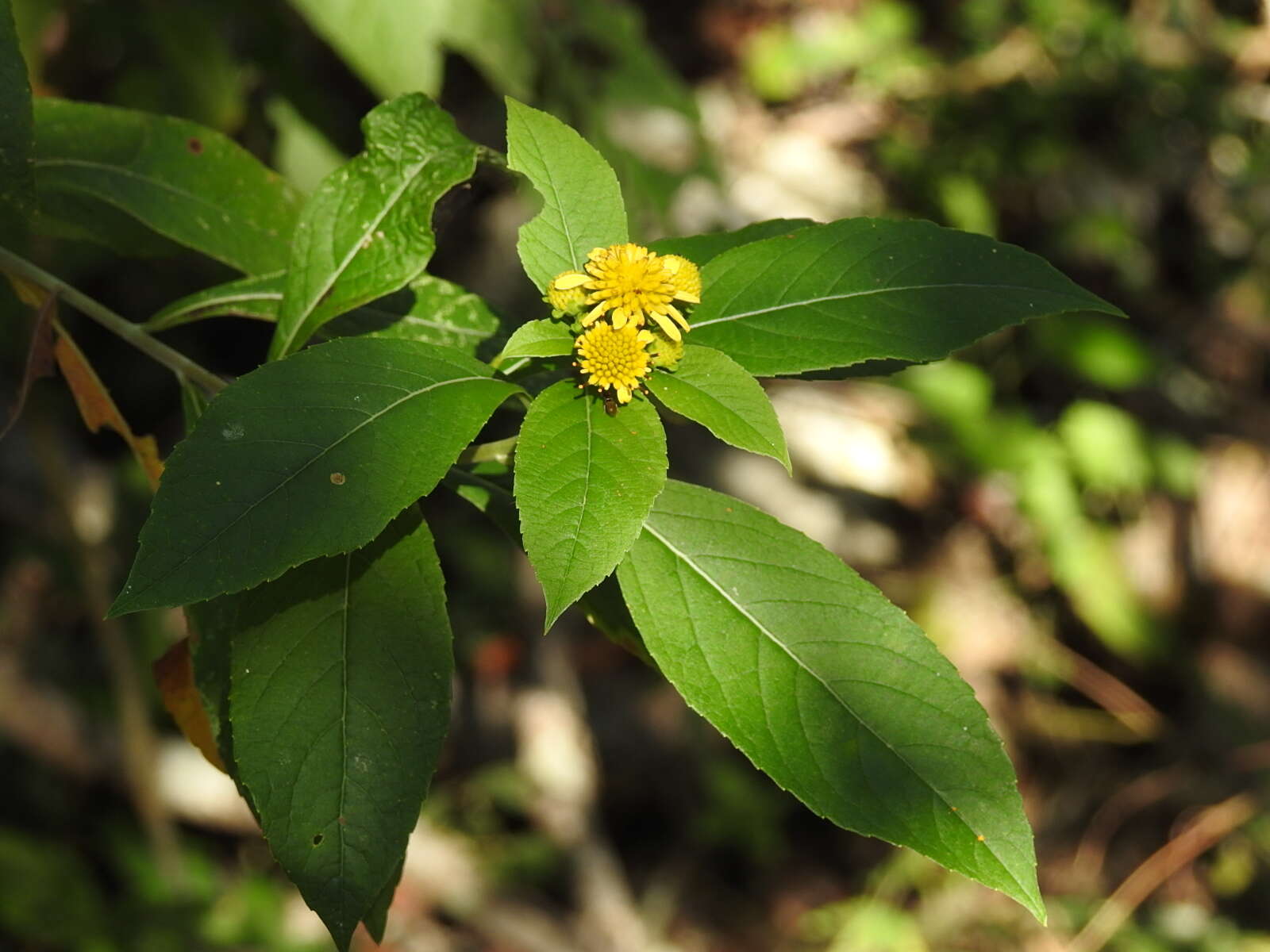 Imagem de Verbesina hypargyrea B. L. Rob. & Greenm.