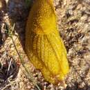 Image of Oopelta granulosa Collinge 1900