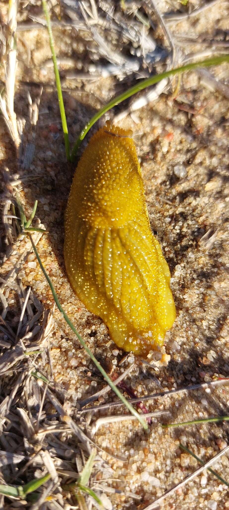 Image of Oopelta granulosa Collinge 1900