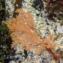 Image of Red alga