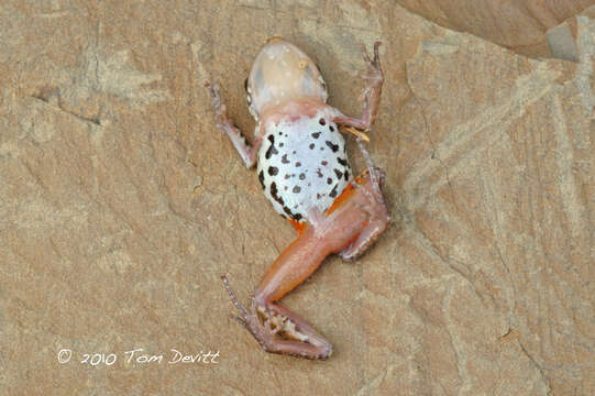 Image of White-lipped Peeping Frog