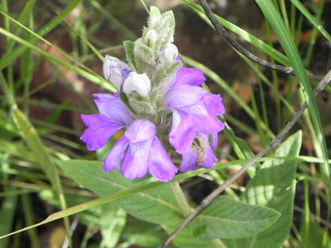 Image de Justicia chrysotrichoma Pohl ex Nees