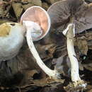 Image of Agaricus silvicola var. silvicola