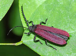 Image of <i>Macrolycus flabellatus</i>